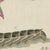 Bertuch, Elephant Hawk Moth and Hawk Moth Caterpillars, 1805, Print For Sale - Image 9 of 12