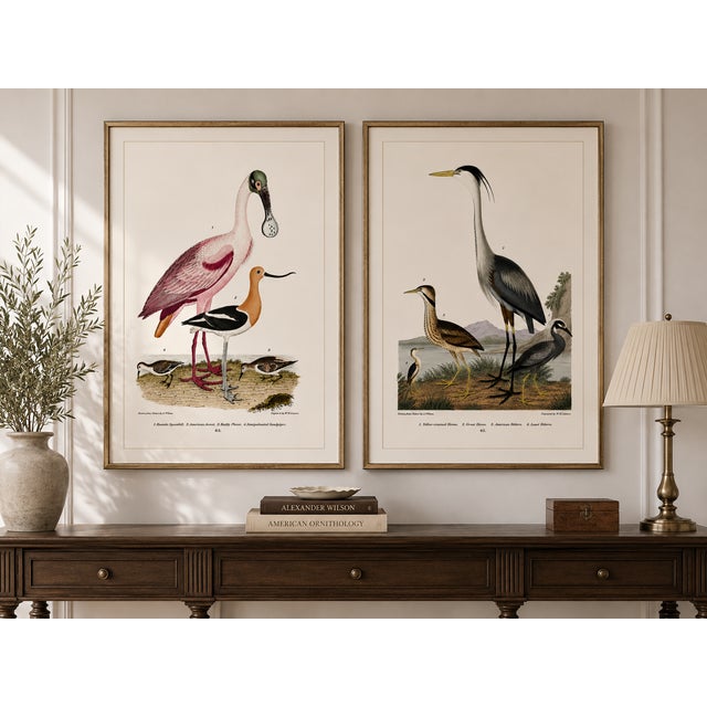 Great Heron & Roseate Spoonbill Diptych, Vintage Art Print Reproduction, 40" X 60" For Sale In Buffalo - Image 6 of 12