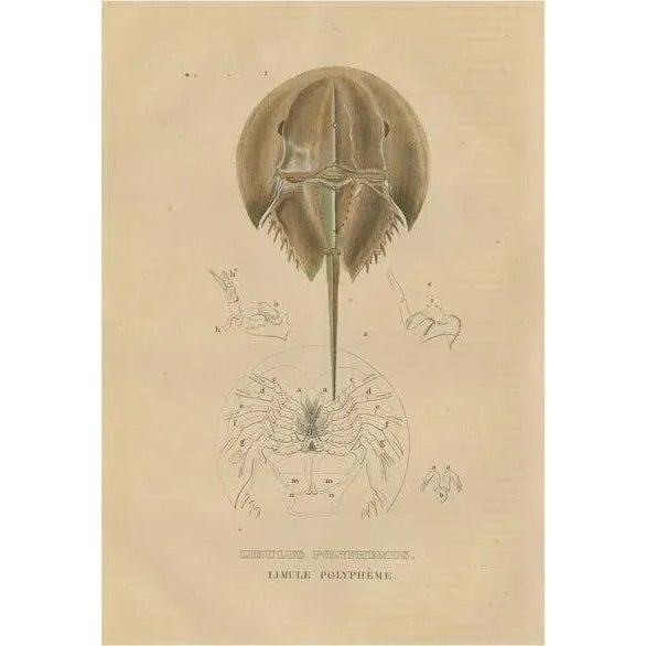 Pierre Auguste Joseph Drapiez, Anatomy of the Atlantic Horseshoe Crab, 1845, Engraving on Paper For Sale - Image 6 of 6