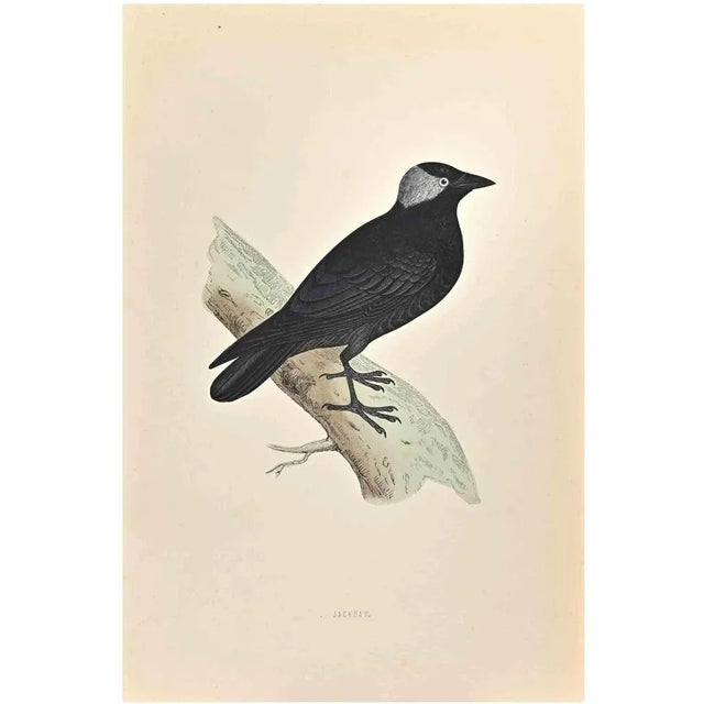Jackdaw is a modern artwork realized in 1870 by the British artist Alexander Francis Lydon (1836-1917). Woodcut print on...