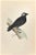 Jackdaw is a modern artwork realized in 1870 by the British artist Alexander Francis Lydon (1836-1917). Woodcut print on...