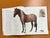 Ultimate Horse Coffee Table Hardcover Book 2002 For Sale - Image 6 of 10