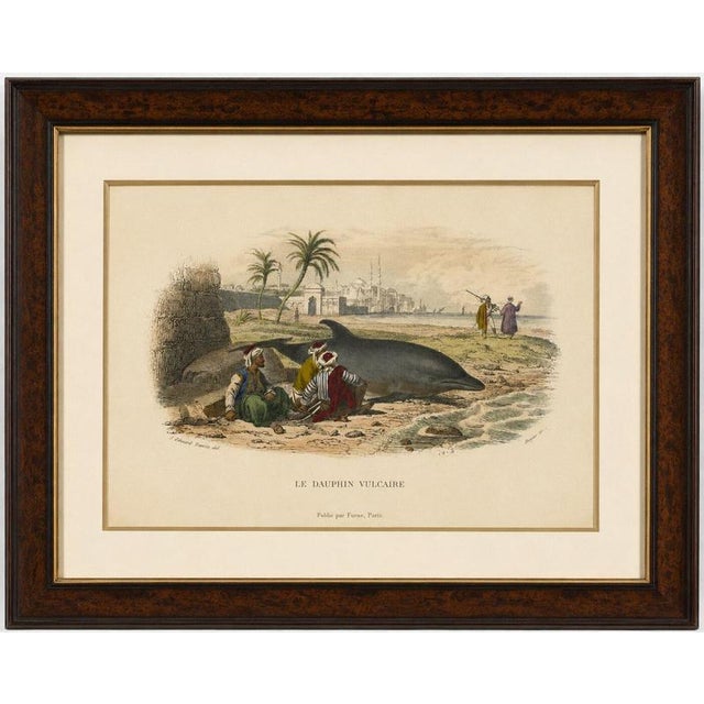 Le Dauphin Vulgaire (Common Dolphin), Hand-Colored Engraving, 1840 This charming hand-colored engraving depicts a common...