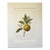 Vintage Pierre-Josephe Redouté Print in 14x18 Mat -Orange Tree For Sale