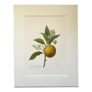 Vintage Pierre-Josephe Redouté Print in 14x18 Mat -Orange Tree