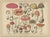 Fly Agaric & Chanterelle Mushrooms – Antique Botanical Lithograph Set, 1885 This refined set of three large-format...