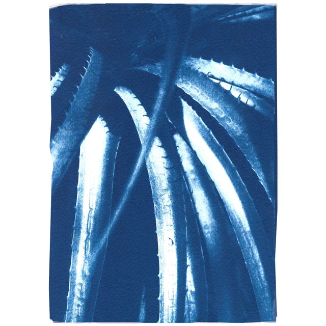 2021 "Jurassic Aloe Leaves" Contemporary Cyanotype on Watercolor Paper For Sale