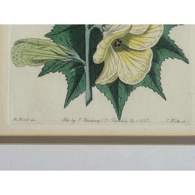Traditional Wall Decor, Framed Floral Botanicals, Giltwood Frame, 19th C. For Sale - Image 11 of 14