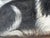 British Blenheim and Prince Charles Tricolour Spaniels Victorian Dogs Oil Portrait in a Wooded Country Landscapen in the Manner of John Dalby of York For Sale - Image 15 of 18