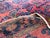 Antique Persian Lilihan Rug For Sale - Image 9 of 9