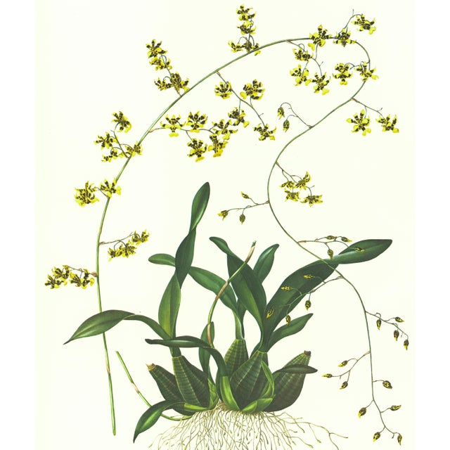 Limited edition reproduction print of one of the most famous botanical works ever produced, "The Orchidaceae of Mexico and...