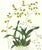 Limited edition reproduction print of one of the most famous botanical works ever produced, "The Orchidaceae of Mexico and...
