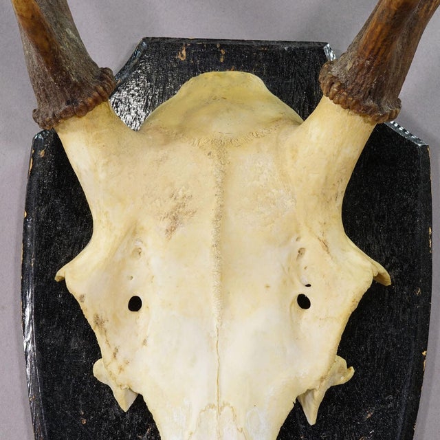 1920s Large Black Forest Red Deer Trophy on Turned Plaque - Germany Ca. 1920 For Sale - Image 5 of 6