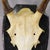 1920s Large Black Forest Red Deer Trophy on Turned Plaque - Germany Ca. 1920 For Sale - Image 5 of 6