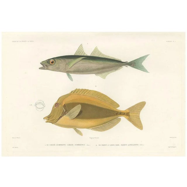 Mackerel Jack and Surgeonfish, 1846, Paper For Sale - Image 11 of 11