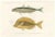 Mackerel Jack and Surgeonfish, 1846, Paper For Sale - Image 11 of 11
