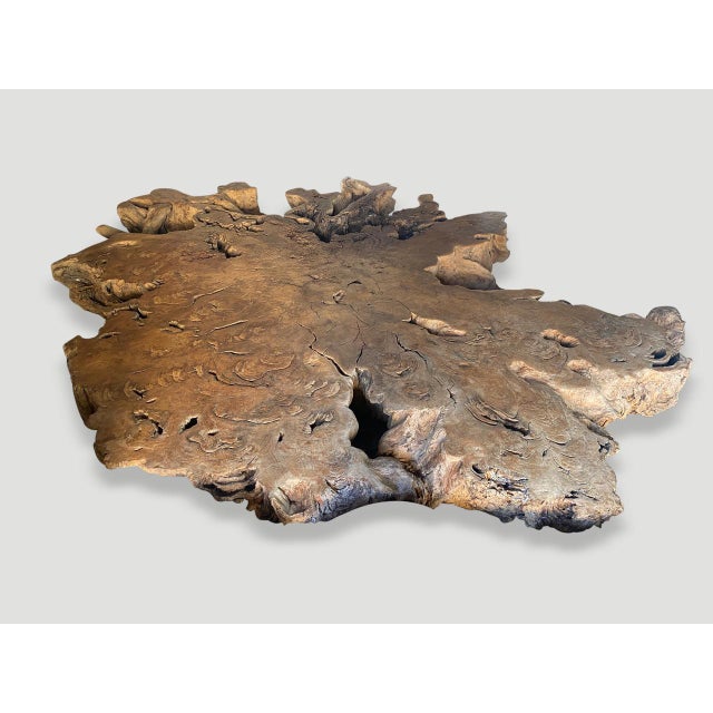 Andrianna Shamaris Monumental Rare Teak Wood Root Coffee Table For Sale - Image 4 of 6