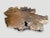 Andrianna Shamaris Monumental Rare Teak Wood Root Coffee Table For Sale - Image 4 of 6