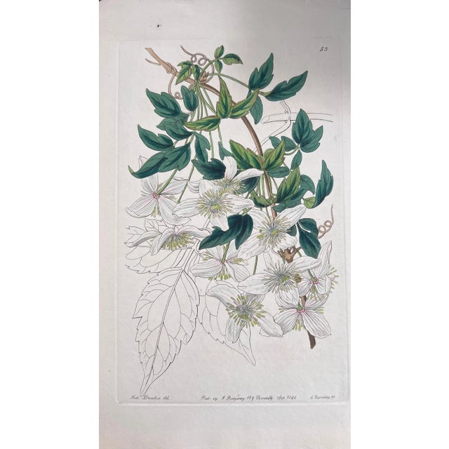 Sculpture Materials Set of Six 19th Century English Hand-Colored Botanical Engravings For Sale - Image 7 of 8