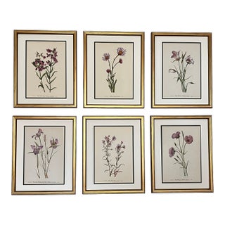 Vintage Botanical Set of 6 -Framed- Authentic Vintage 1953 Prints For Sale