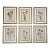 Vintage Botanical Set of 6 -Framed- Authentic Vintage 1953 Prints For Sale