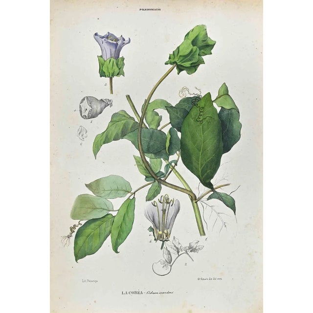 Vincenzo Tenore, The Polemoniaceae, Lithograph, 1870s For Sale