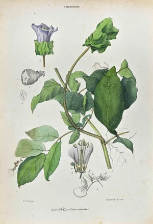 Vincenzo Tenore, The Polemoniaceae, Lithograph, 1870s