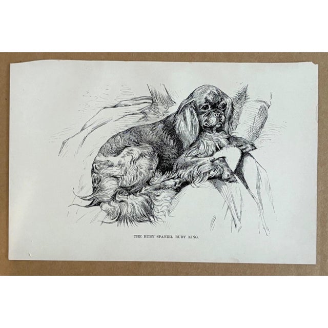 Up for sale is this charming antique dog print from a veterinary guide published in the 1890s and illustrating breed...