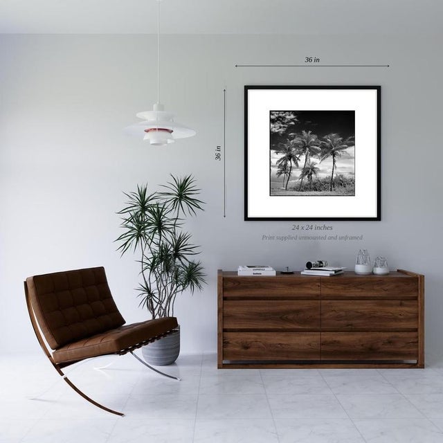Contemporary Paul Cooklin, Coconut Trees, Santa Maria Beach, Havana, Cuba, Edition of 50 For Sale - Image 3 of 5