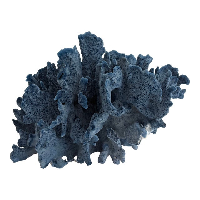 Natural Blue Coral Specimen Coastal Decor For Sale