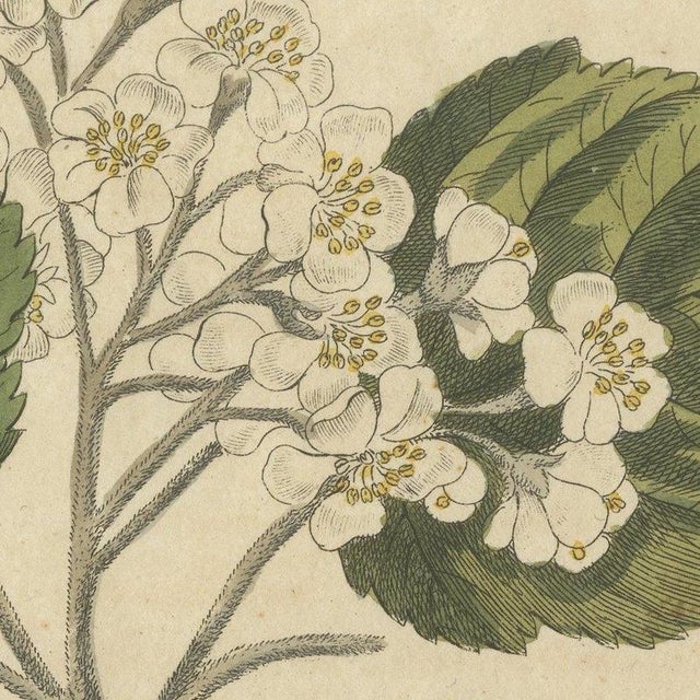 Bertuch, Aeg, Whitebeam and Wild Service Tree in Blossom, 1815, Print For Sale - Image 6 of 12