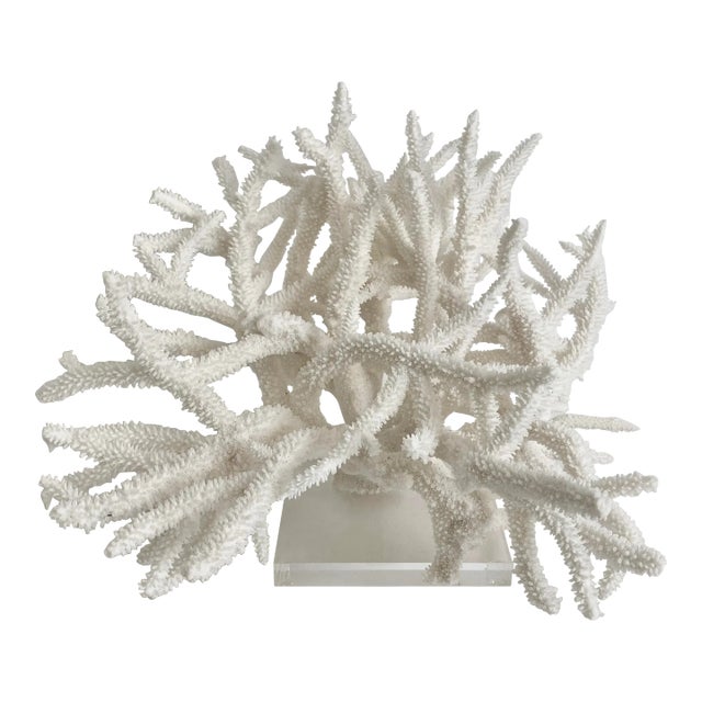 Extraordinary Natural Staghorn Coral Specimen on Acrylic Base For Sale