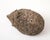 Reconstituted Stone Hedgehog Garden Ornament, 20th Century For Sale - Image 9 of 10
