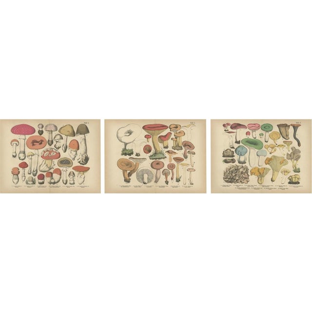 Fly Agaric and Chanterelle Mushrooms, 1885, Paper, Set of 3 For Sale - Image 10 of 10