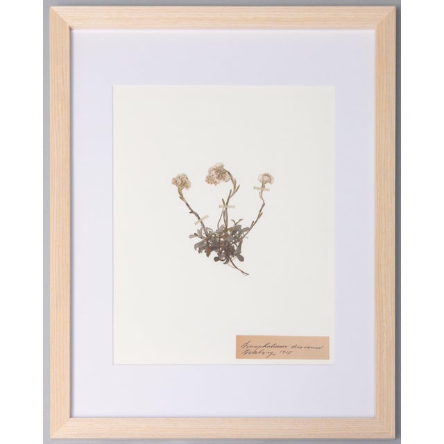 White Custom Framed Antique Swedish Botanical Herbariums, Set of 12 For Sale - Image 8 of 17