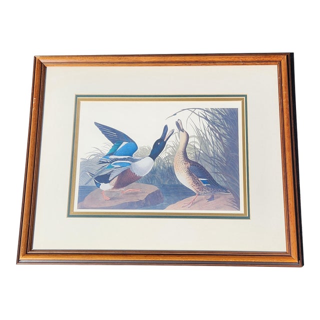 Framed Northern Shoveler Duck Print After Audubon, Vintage Hand-Colored Style Ornithological Wall Art For Sale