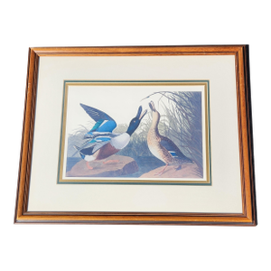 Framed Northern Shoveler Duck Print After Audubon, Vintage Hand-Colored Style Ornithological Wall Art