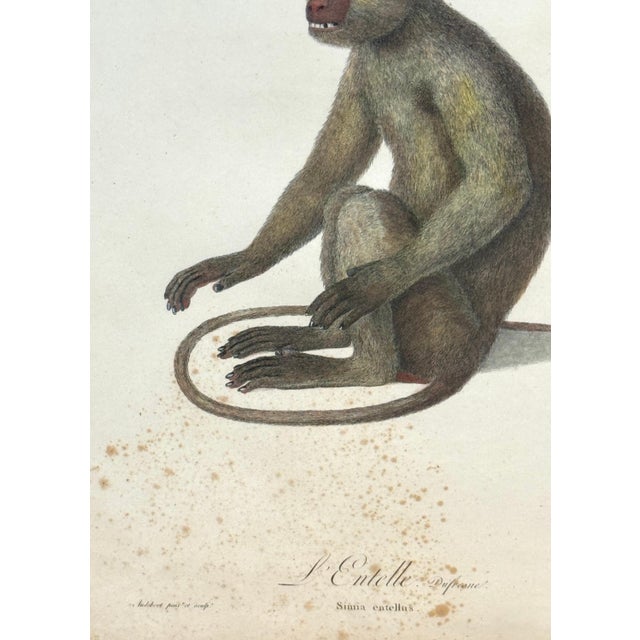 Set of 4 Hand-Colored French Primate Engravings by Jean-Baptiste Audebert For Sale In West Palm - Image 6 of 18