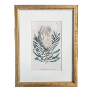 18th Century Hand Colored Botanical Engraving Curtis's Magazine Print Protea For Sale