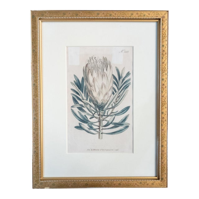 18th Century Hand Colored Botanical Engraving Curtis's Magazine Print Protea For Sale
