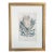18th Century Hand Colored Botanical Engraving Curtis's Magazine Print Protea For Sale