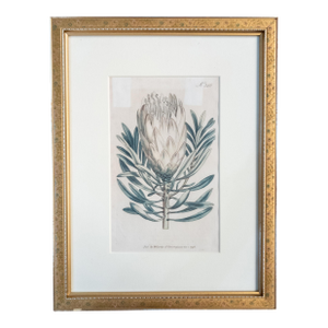18th Century Hand Colored Botanical Engraving Curtis's Magazine Print Protea