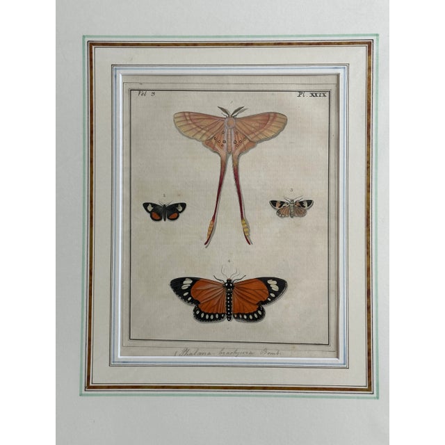 English Antique Natural History Moth Art Print For Sale - Image 3 of 11