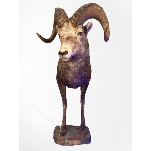 Vintage Stone Sheep Ram Head Taxidermy Shoulder Mount Wall Decor Bring a unique art piece to your space by hanging up this...