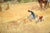 Early 20th century Italian figurative landscape of a traditional wheat field harvest scene, by S. Frosini (Italian, 20th...