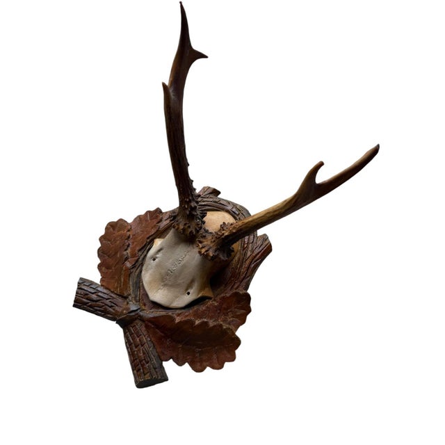Roe Deer Trophy 82 Black Foret Antlers Mount For Sale - Image 4 of 6