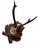 Roe Deer Trophy 82 Black Foret Antlers Mount For Sale - Image 4 of 6