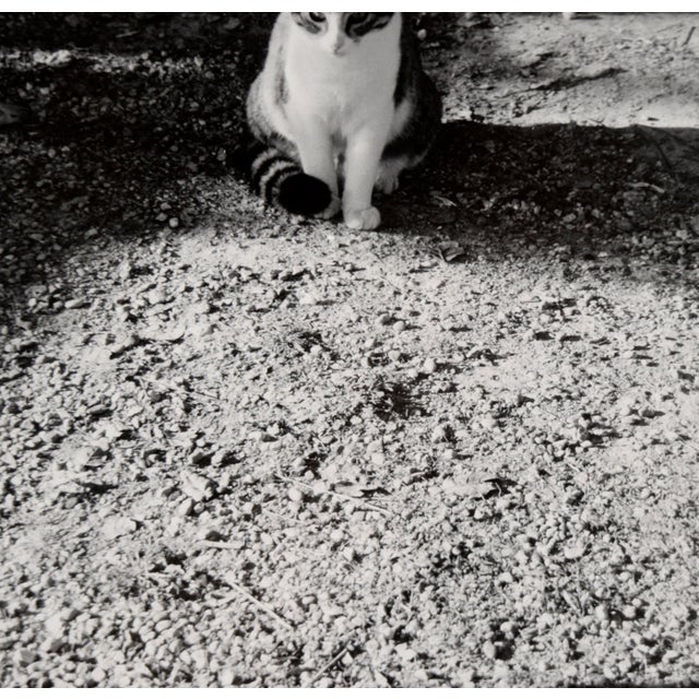 Cat in the Shadows - Black and White Photo by Carmel Artist Peter McArthur For Sale - Image 4 of 7