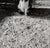 Cat in the Shadows - Black and White Photo by Carmel Artist Peter McArthur For Sale - Image 4 of 7