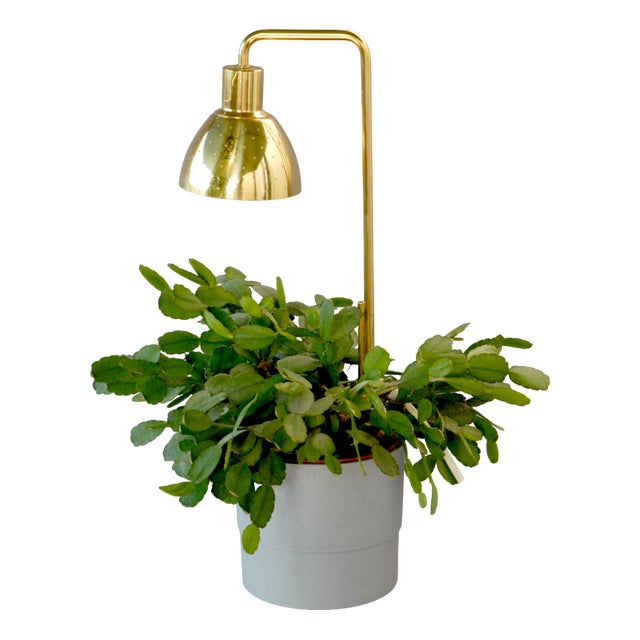 Model G98 Flower Lamp by Hans-Agne Jakobsson for HAJ Markaryd, 1960s For Sale